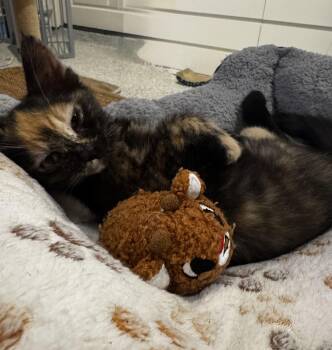 Patricia -  Domestic Short Hair Cat for Adoption in Austin, Texas - Patricia | PetCurious