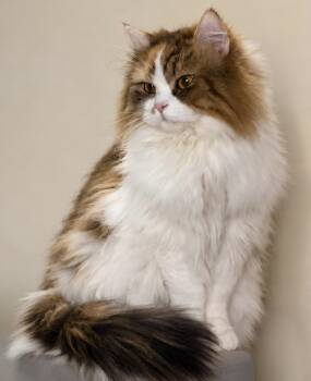 Lucille -  Persian Cat for Adoption in Snow Hill, Maryland - Lucille | PetCurious