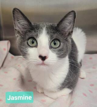 Jasmine -  Domestic Short Hair Cat for Adoption in Richmond, Indiana - Jasmine | PetCurious