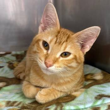 Miguel -  Domestic Short Hair Cat for Adoption in Sunrise, Florida - Miguel | PetCurious
