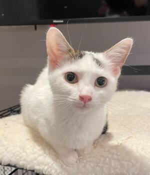 Rescue Domestic Short Hair Cats for Adoption in Woodland Park, New Jersey - Glory (LE) | PetCurious