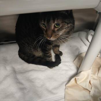 Domestic Short Hair Cats Available for Adoption in Philadelphia, Pennsylvania - Mr. Muffins | PetCurious