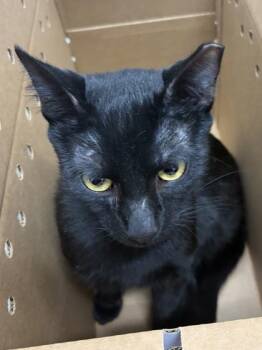 Domestic Short Hair Cats Available for Adoption - Doc | PetCurious