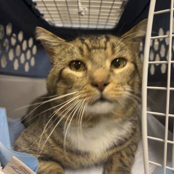 Rescue Domestic Short Hair Cats for Adoption in Etna, Pennsylvania - Tippy Toes | PetCurious