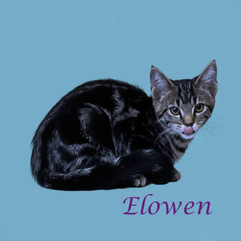 Rescue Domestic Short Hair Cats for Adoption in Lebanon, Tennessee - Elowen C25-272 | PetCurious