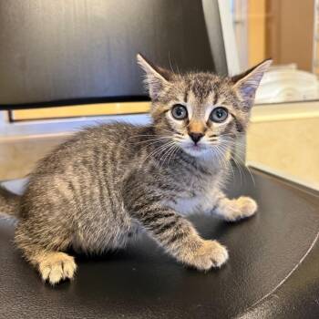 Gaston -  Domestic Short Hair Cat for Adoption - Gaston | PetCurious