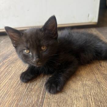 Fluff -  Domestic Medium Hair Cat for Adoption in Sonora, California - Fluff | PetCurious