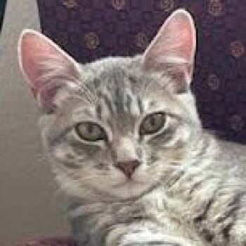 Brianna -  Tabby and Domestic Short Hair Cat for Adoption in Sacramento, California - Brianna | PetCurious