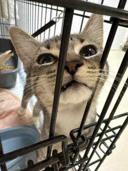 Ruby- MD -  Domestic Short Hair and Tabby Cat for Adoption in Fort Walton Beach, Florida - Ruby- MD | PetCurious