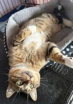 Domestic Short Hair Cats Available for Adoption in San Diego, California - Kris Kringle | PetCurious
