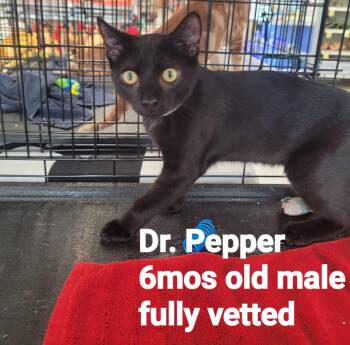 Dr Pepper -  American Shorthair Cat for Adoption in Mount Pleasant, South Carolina - Dr Pepper | PetCurious