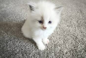 Delilah -  Ragdoll Cat for Sale in Torrance, California - Delilah | PetCurious