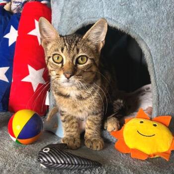 Adidas -  Domestic Short Hair Cat for Adoption in Brownsboro, Alabama - Adidas | PetCurious