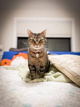 Domestic Short Hair Cats Available for Adoption in Minneapolis, Minnesota - Ellen | PetCurious