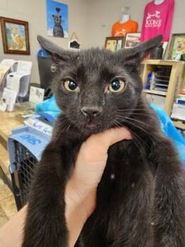 Buster $75 fostered -  Domestic Short Hair Cat for Adoption in Seneca, South Carolina - Buster $75 Fostered | PetCurious