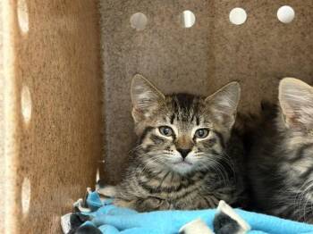 TIMBER -  Domestic Short Hair Cat for Adoption in Kent, Washington - TIMBER | PetCurious