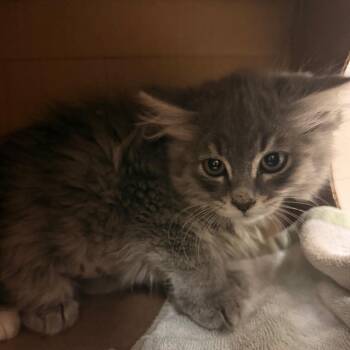Melanie -  Domestic Medium Hair Cat for Adoption in Reno, Nevada - Melanie | PetCurious