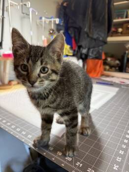 Rescue Tabby and Domestic Short Hair Cats for Adoption in Dallas, Texas - Winston | PetCurious