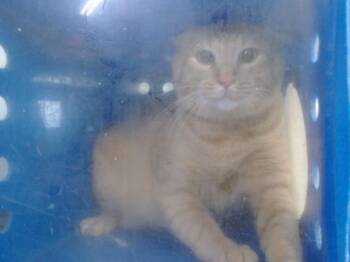 PUMPKIN -  Domestic Short Hair Cat for Adoption in Orlando, Florida - PUMPKIN | PetCurious