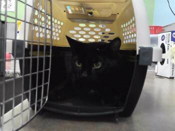 Domestic Short Hair Cats Available for Adoption in Omaha, Nebraska - CROW | PetCurious