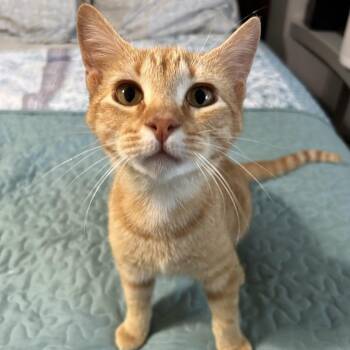 Tango -  Domestic Short Hair Cat for Adoption in Liverpool, Texas - Tango | PetCurious