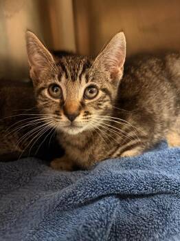 Jiggles -  Domestic Short Hair Cat Available for Adoption in Detroit, Michigan - Jiggles | PetCurious