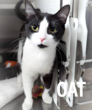 Domestic Short Hair and Tuxedo Cats Available for Adoption in Griffith, Indiana - OAT | PetCurious
