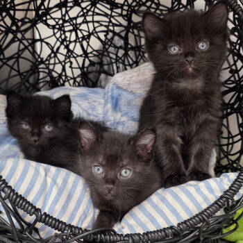 Rescue Domestic Medium Hair Cats for Adoption in Yankton, South Dakota - Hitam (hee-tom) | PetCurious