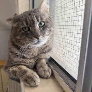 Domestic Short Hair Cats Available for Adoption - The Rock | PetCurious