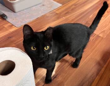 Domestic Medium Hair Cats Available for Adoption in Gorham, Maine - Burger | PetCurious