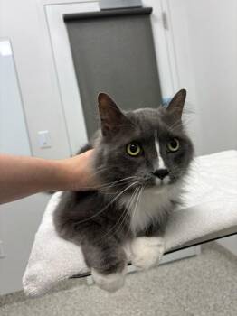 Reggie -  Domestic Long Hair Cat for Adoption in Kansas City, Missouri - Reggie | PetCurious