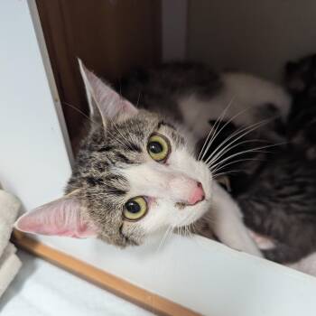 Rescue Domestic Short Hair Cats for Adoption in Morden, Manitoba - Riley | PetCurious