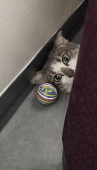 Domestic Short Hair Cats Available for Adoption - Empress Wu Tang Of Ho Chi Minh Kitty | PetCurious