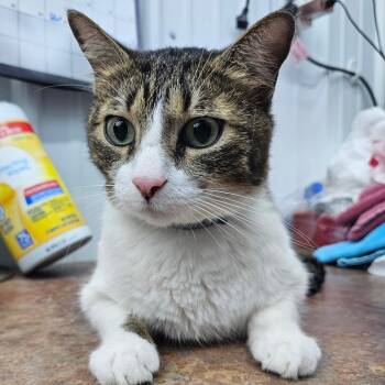 Domestic Short Hair Cats Available for Adoption - Allen | PetCurious