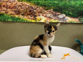 A551650 -  Domestic Short Hair Cat for Adoption in Moreno Valley, California - A551650 | PetCurious