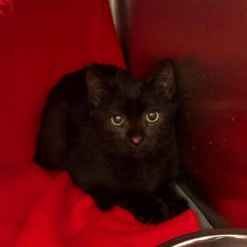 Smudge -  Domestic Short Hair Cat for Adoption in Council Bluffs, Iowa - Smudge | PetCurious