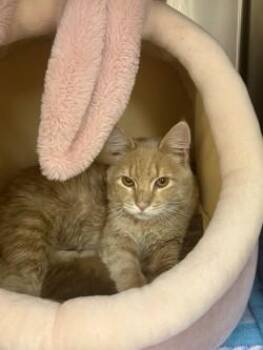 Domestic Long Hair and Domestic Short Hair Cats Available for Adoption in Longmont, Colorado - Muffin | PetCurious