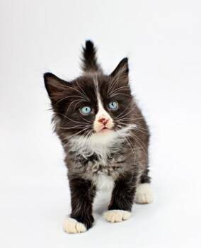 Domestic Short Hair Cats Available for Adoption in Morton Grove, Illinois - Epic | PetCurious