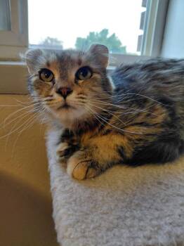 Domestic Short Hair Cats Available for Adoption in Millcreek, Utah - Dolly | PetCurious