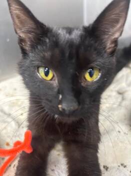 Gabby -  Domestic Short Hair Cat for Adoption in New Cumberland, West Virginia - Gabby | PetCurious