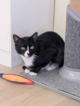 Vinny -  Domestic Short Hair Cat for Adoption in North Haven, Connecticut - Vinny | PetCurious