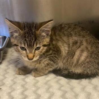 Saturn -  Domestic Short Hair Cat for Adoption in Chehalis, Washington - Saturn | PetCurious