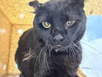 PHILLY CHEESESTEAK -  Domestic Short Hair Cat for Adoption in Loveland, Colorado - PHILLY CHEESESTEAK | PetCurious