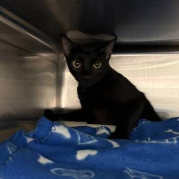 Domestic Short Hair Cats Available for Adoption - TOASTER OVEN | PetCurious