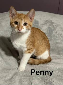 Penny -  Tabby Cat for Adoption in Wyandotte, Michigan - Penny | PetCurious