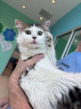 Sage -  Ragdoll Cat for Adoption in Frankfort, Kentucky - Sage | PetCurious