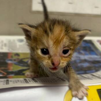 Domestic Short Hair Cats Available for Adoption in Yuma, Arizona - Starfire | PetCurious