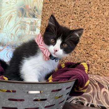 Himmel -  Domestic Short Hair Cat for Adoption in Warr Acres, Oklahoma - Himmel | PetCurious