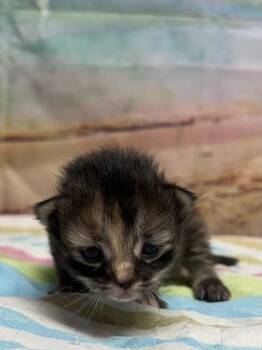 Adorable -  Domestic Short Hair Cat for Adoption in San Antonio, Texas - Adorable | PetCurious
