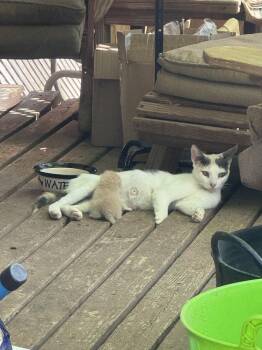 Domestic Short Hair Cats Available for Adoption - Aretha Franklin | PetCurious